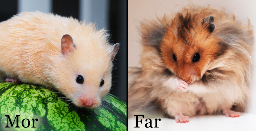 Kull 2010 | Hamsterhiet, hamsteroppdrett siden 2010!